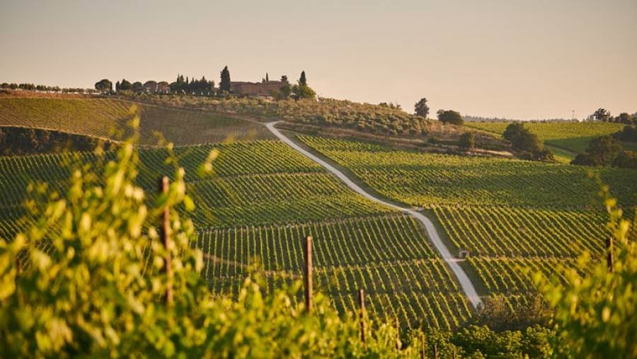 Chianti, nasce nuova associazione di viticoltori per la sostenibilità