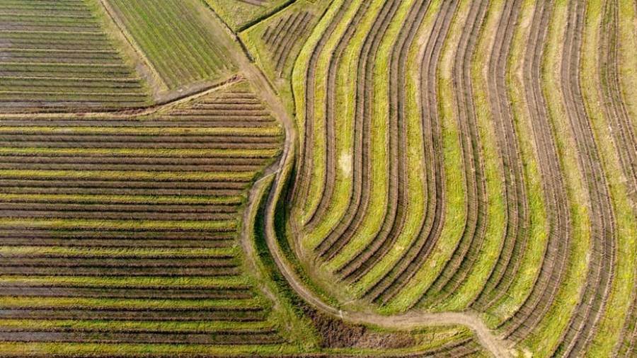 Agricoltura 5.0: Ismea mette in vendita oltre 16mila ettari di terreni agricoli