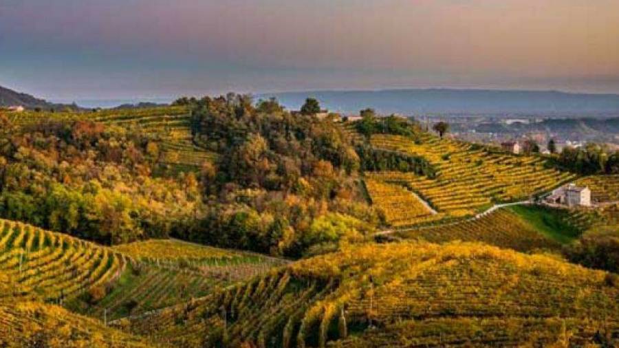 Consorzio Valdobbiadene Prosecco Docg, accordo con Wine Folly per la Wine Region Guide