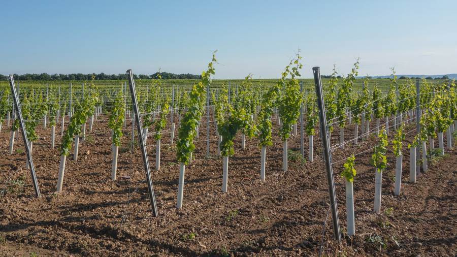 Mipaaf: oltre 6.700 ettari per i nuovi impianti viticoli del 2020