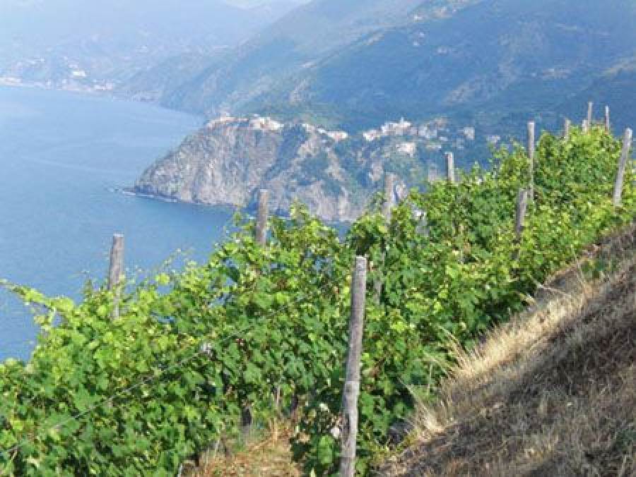 Modificato il disciplinare di produzione dei vini a IGP Liguria di Levante