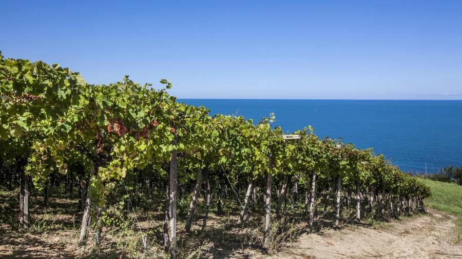 Abruzzo eletta regione vinicola dell&#039;anno da Wine Enthusiast