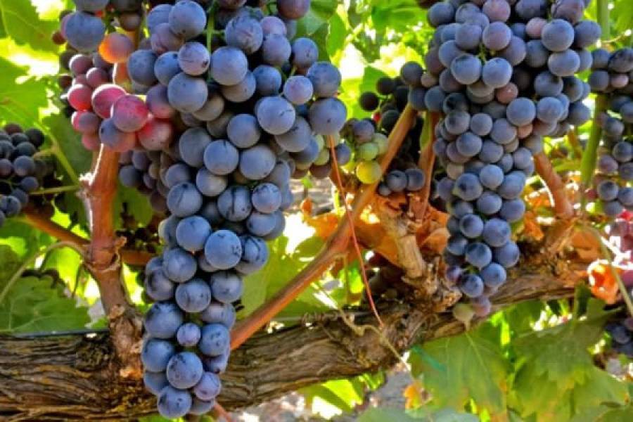 Exploit del Tempranillo, ma restano francesi i vitigni più diffusi