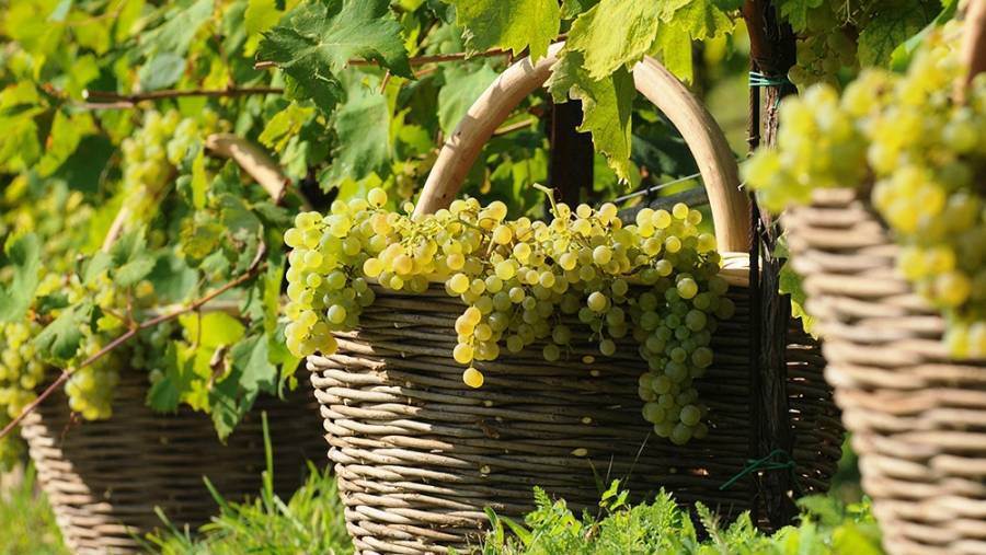 Covid-19: ecco gli aiuti previsti dalla Ue per il settore vitivinicolo