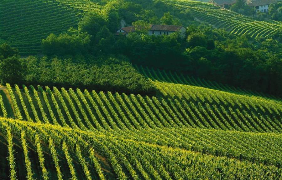 Usa e Canada mercati target per la promozione del vino marchigiano da oltre 3 milioni di euro