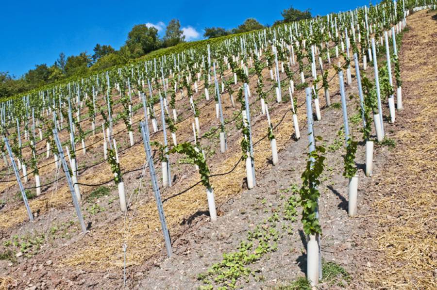 Prorogate a fine 2022 le autorizzazioni per gli impianti viticoli in scadenza quest’anno