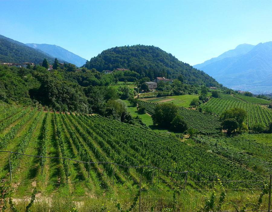 Il Trentino &quot;Wine Region of the Year&quot; per Wine Enthusiast