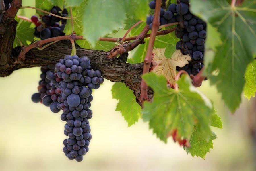 Arriva ‘Dioniso’, app hi-tech per certificare il vino Made in Italy