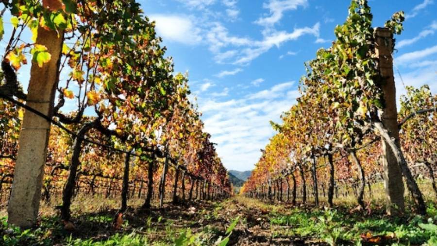 La filiera vitivinicola chiede misure più adeguate per la promozione nei mercati esteri