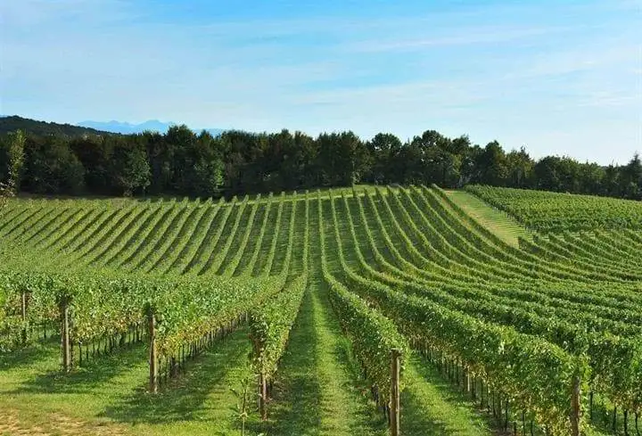 Consorzio Doc delle Venezie: sospensione di nuovi impianti per il prossimo triennio