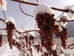 Gli inverni sempre pi&ugrave; miti, minaccia per gli icewine