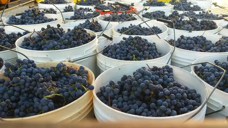 In Friuli Venezia-Giulia la vendemmia diventa turistica e didattica