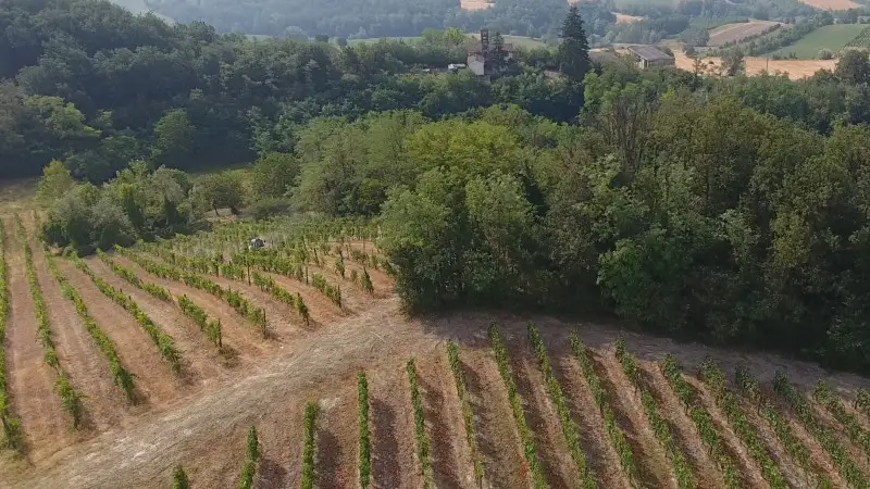 Crediti di carbonio: al Crea il Registro pubblico dei crediti del settore agroforestale nazionale