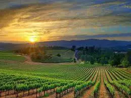 Progetto pilota di Sonoma County Winegrowers con Ford per elettrificare le flotte