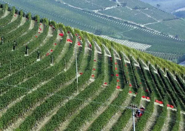 Barolo e Barbaresco, il 2021 nel segno della ripresa (+28% nei cinque mesi)