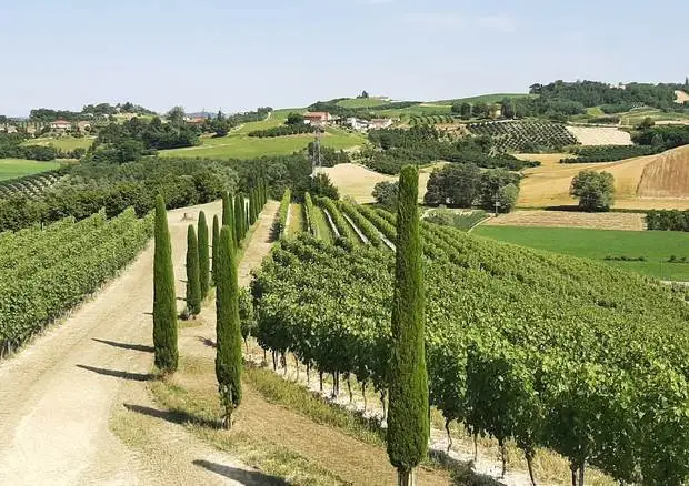 Terre Alfieri, la Docg premia la crescita del Nebbiolo