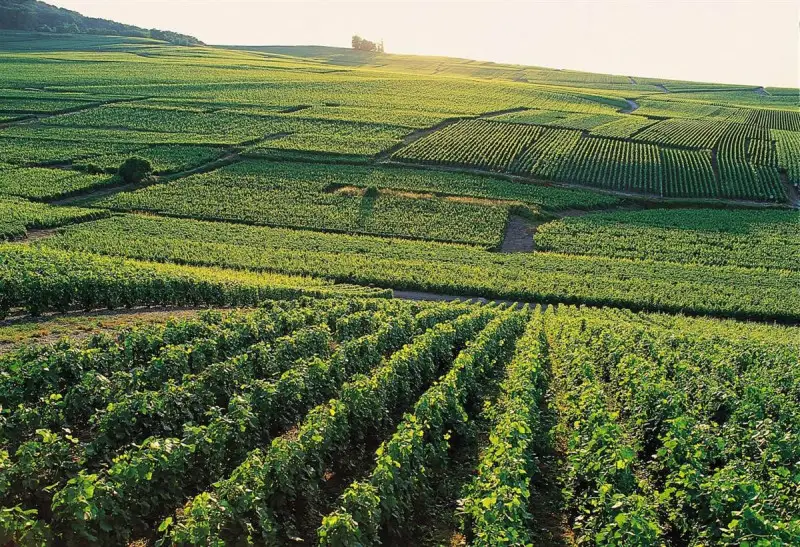 Mega fusione in terra di Champagne