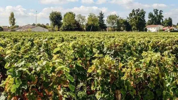 Crea: i nuovi progetti su miglioramento genetico della vite e variet&agrave; resistenti