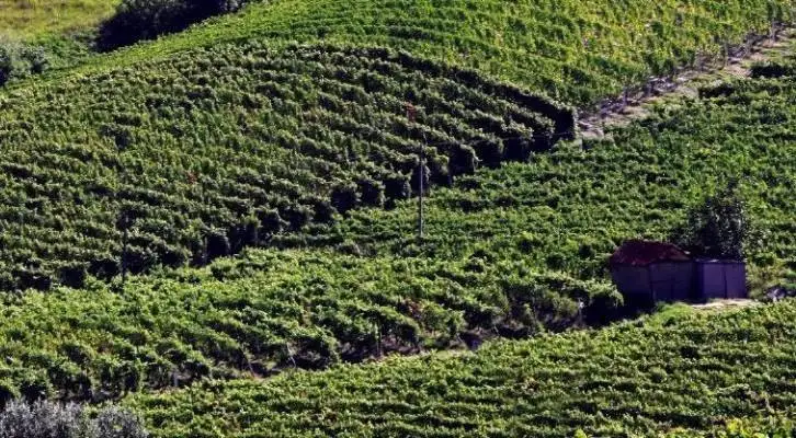 Vini a DOCG Nizza: approvate le modifiche al disciplinare di produzione