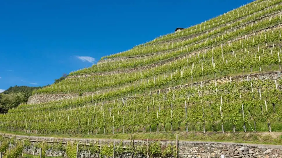 Gazzetta Ue, ok a modifiche disciplinare Terrazze Retiche di Sondrio Igt