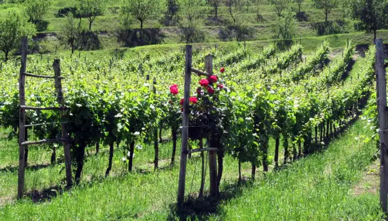 Proroga della durata delle autorizzazioni di nuovo impianto e reimpianto