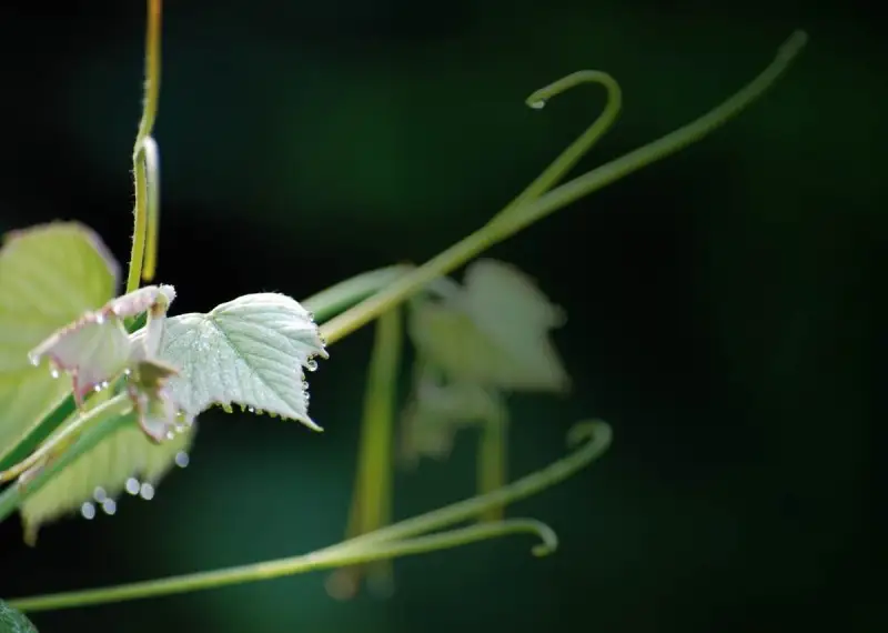 Consorzio Vini Asolo Montello: al via le pratiche di viticoltura sostenibile