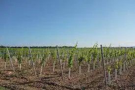 Ristrutturazione e riconversione dei vigneti: nuove scadenze per le domande 2021/2022