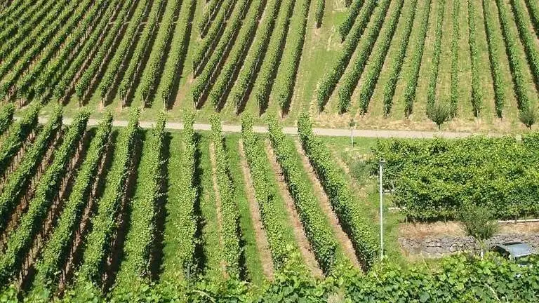 Il territorio del Conegliano Valdobbiadene verso il Biodistretto