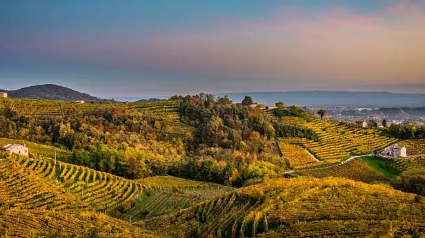 Sistema Prosecco, Elvira Bortolomiol nominata presidente