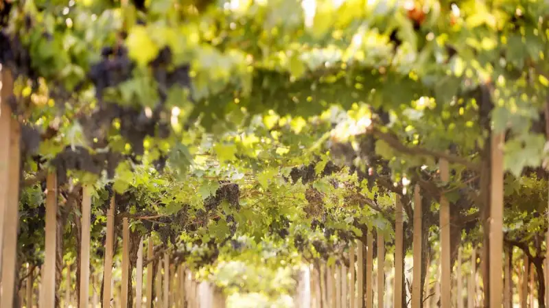 I vini d'Abruzzo debuttano a Wine Paris