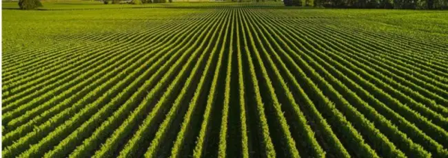 The World's 50 Best Vineyards: svelata la lista 51-100 (Europa al top)