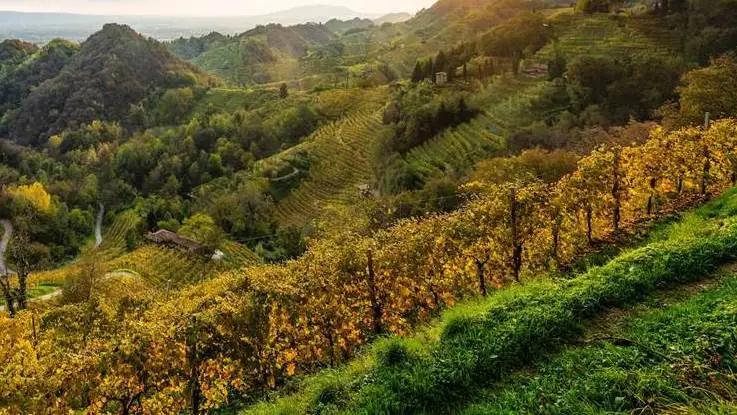 Il cambiamento climatico impatta sui vigneti in Spagna e Francia