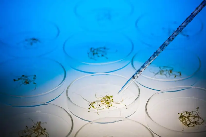 Gli Ntb (New Breeding Techniques) sono Ogm: lo dice la Corte Ue