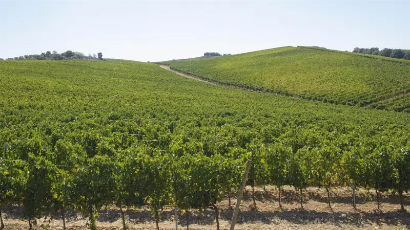 Doc Maremma Toscana sfiora i 7 milioni di bottiglie