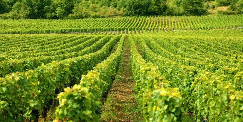 Al via le domande per i contributi del Decreto Sostegni