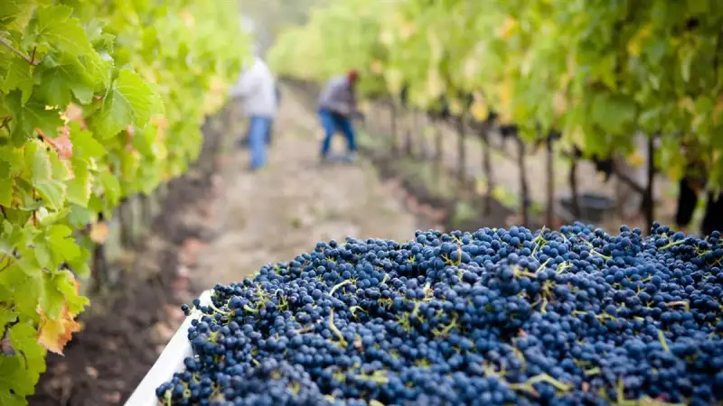 Censis, lavoro in agricoltura: 18.000 stagionali in meno nel 2020