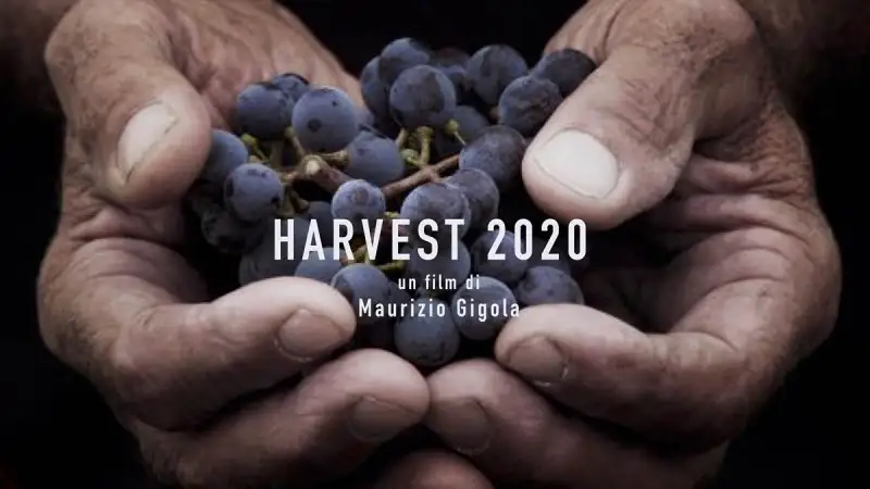 Il territorio del Collio tra i protagonisti di Wine Odissey