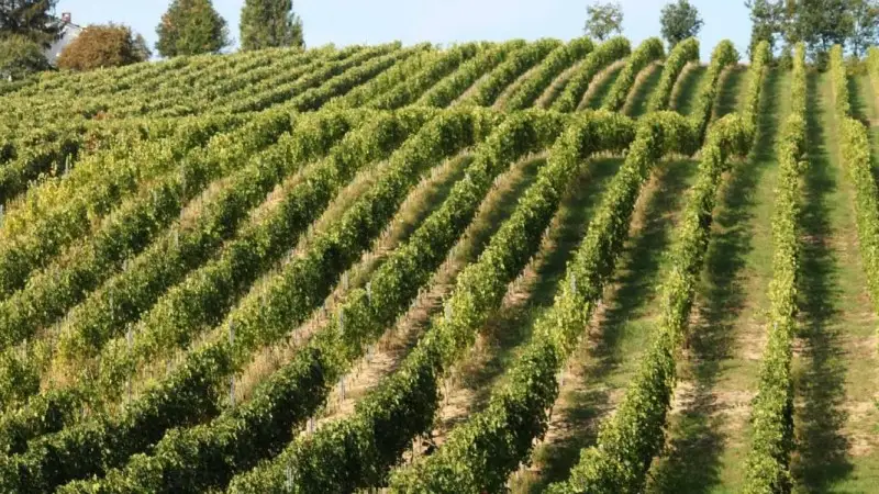 Gestione del rischio in agricoltura, sale il costo delle polizze