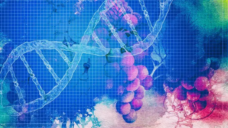 Innovazione in vigna: Italia all'avanguardia nella ricerca, ma frenata dalla burocrazia