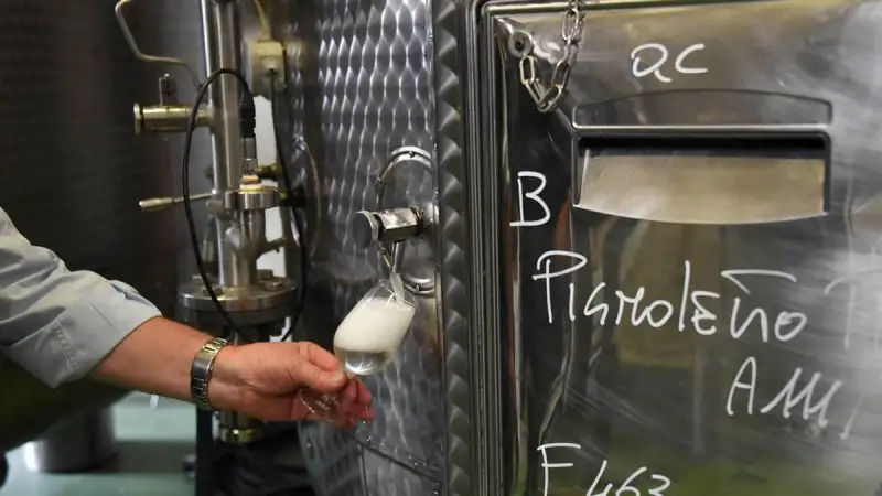 Il Pignoletto diventer&agrave; DOC "Emilia Romagna": parte l'iter verso il riconoscimento