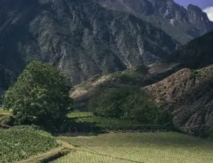 Ecco perch&eacute; gli appassionati di vini pregiati devono tenere d&rsquo;occhio le etichette cinesi