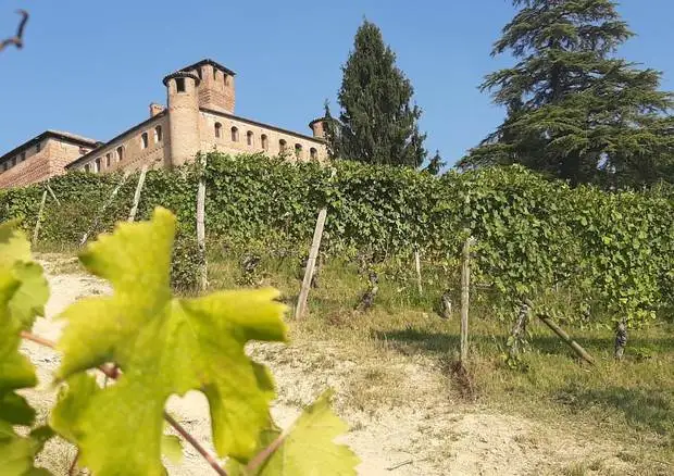 Asta da 650mila euro per il &ldquo;Barolo en Primeur&rdquo;