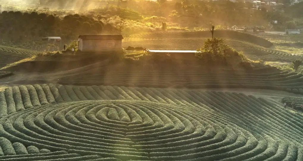 Il labirinto della vite: un viaggio sensoriale nell'enologia e nell'arte