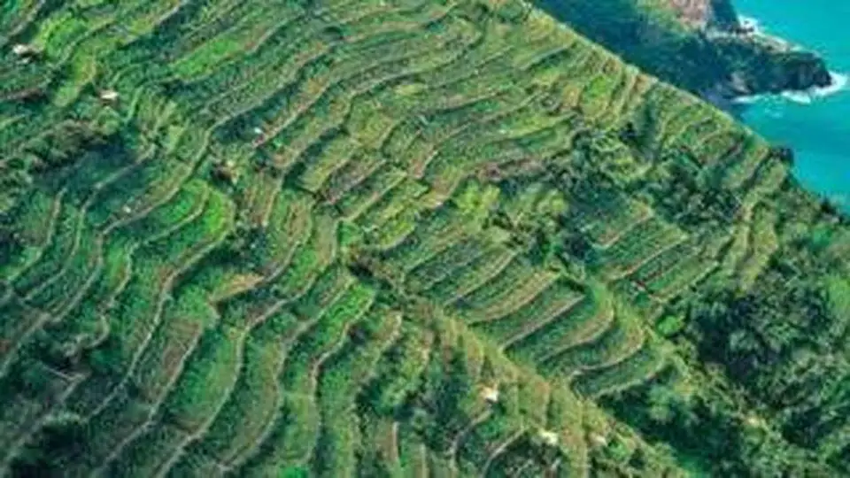 Doc Cinque Terre e Cinque Terre Sciacchetr&agrave;: il nuovo disciplinare si applicher&agrave; a tutta la Ue