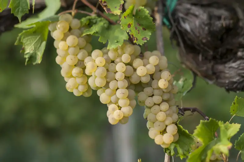 Vendemmia 2023 alla prova del caldo record, le testimonianze dei produttori