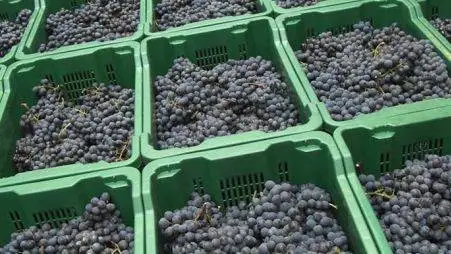 Vendemmia anticipata in Germania per l'ondata di caldo anomalo