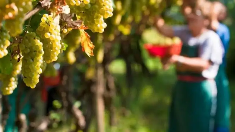 Vendemmia turistica, firmato un protocollo d'intesa sulle nuove regole