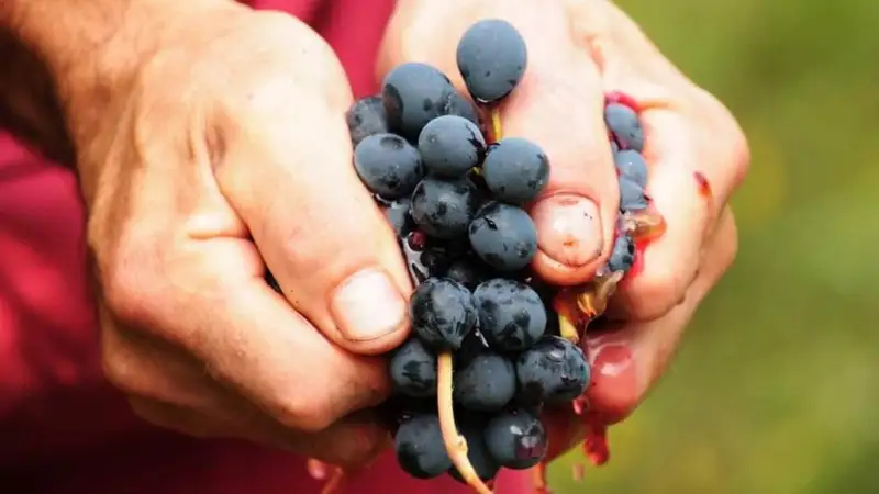 E' attiva l'App Oltrep&ograve; Pavese: 15 percorsi tematici e 400 strutture