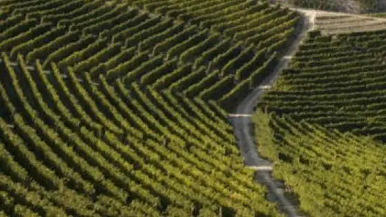 Mipaaf autorizza il CeRSAA a effettuare i controlli di filiera
