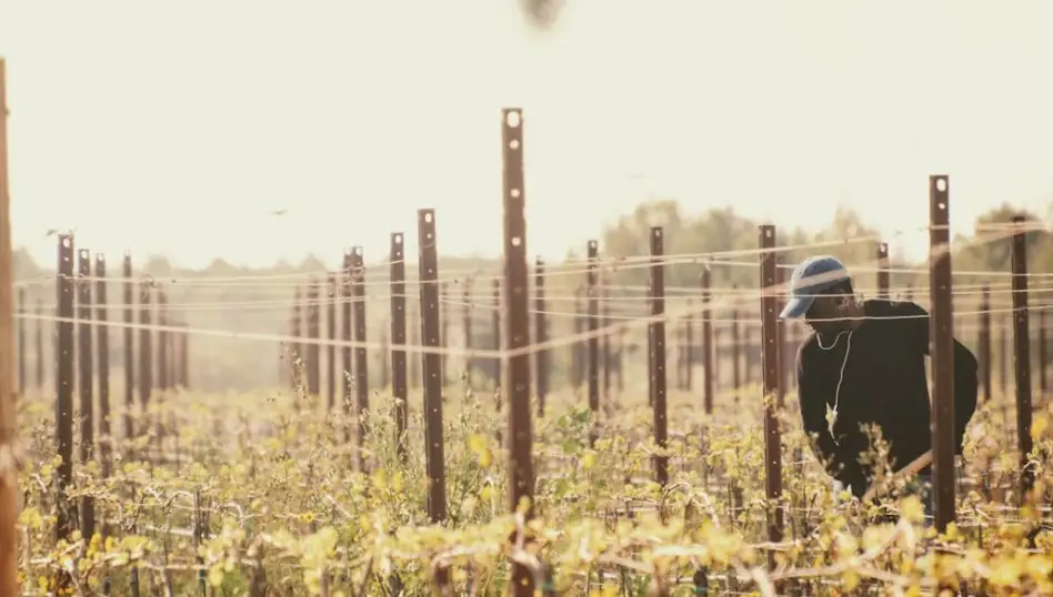 Ismea aggiorna i termini: nuove scadenze per le garanzie Gr8 e U35